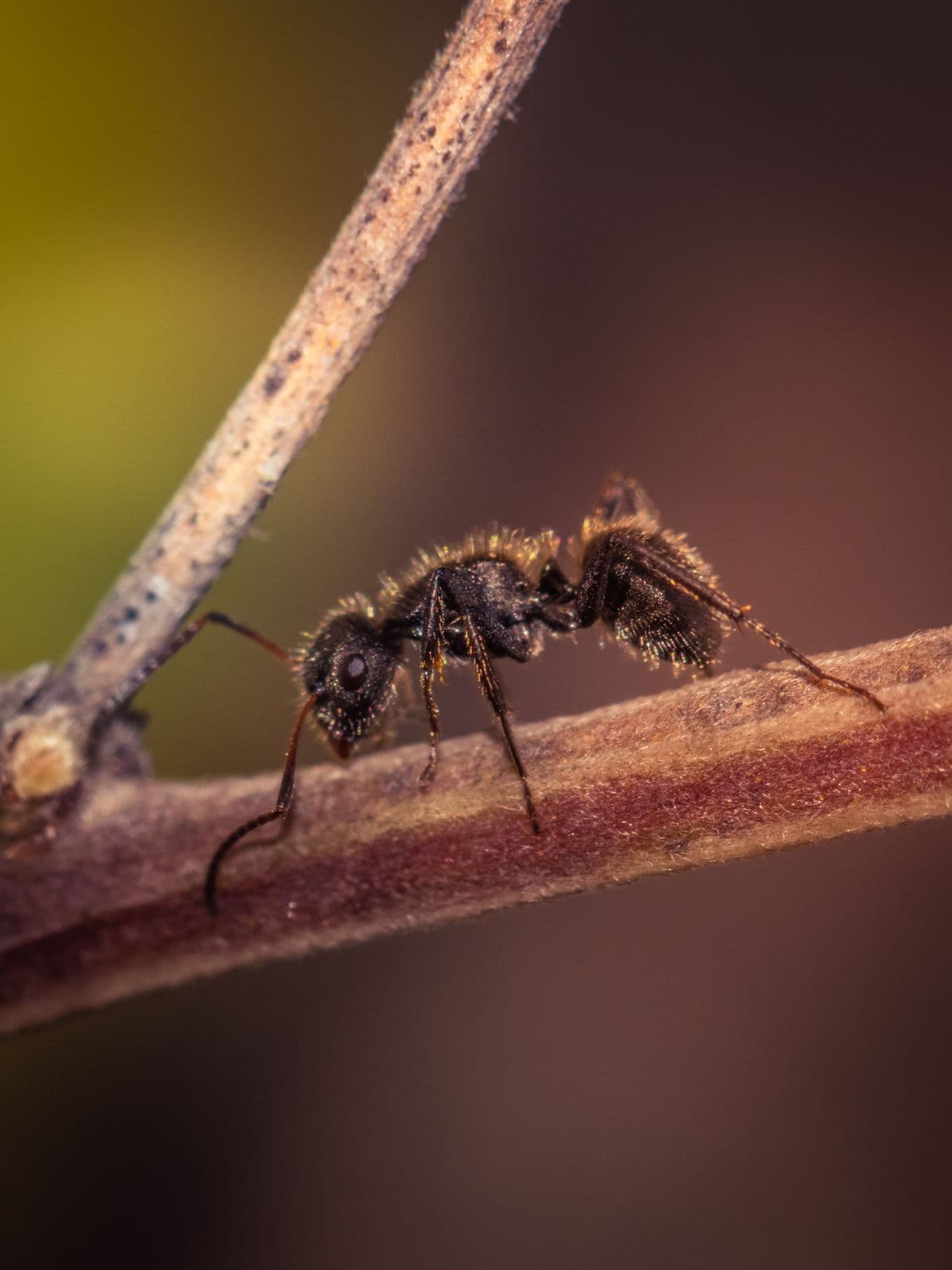 Ant control and removal in Bude, Launceston and Holsworthy