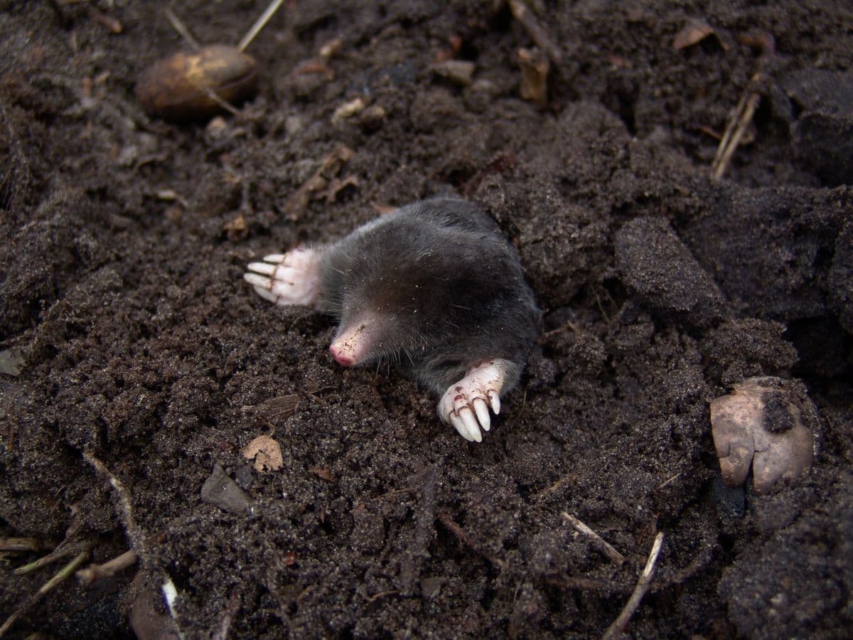 What damage do moles cause?