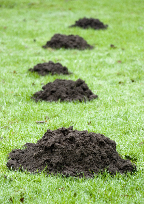 Mole control