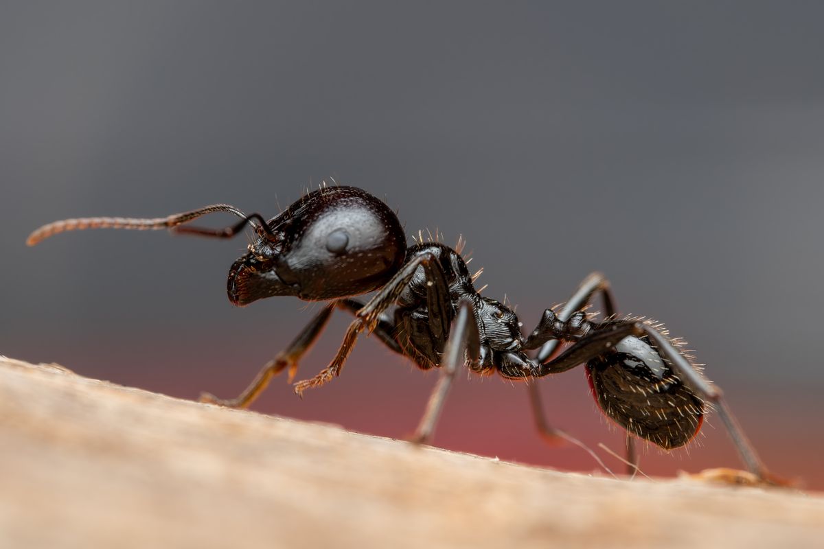 Ant control