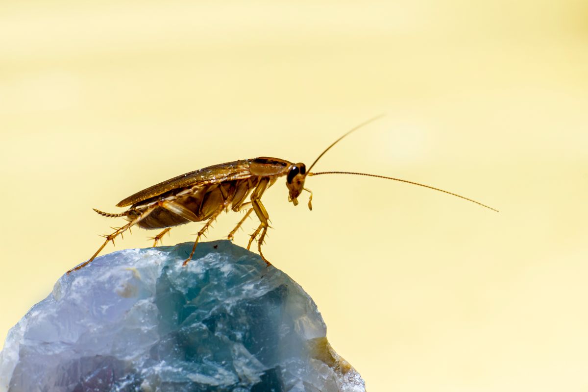 Insect control