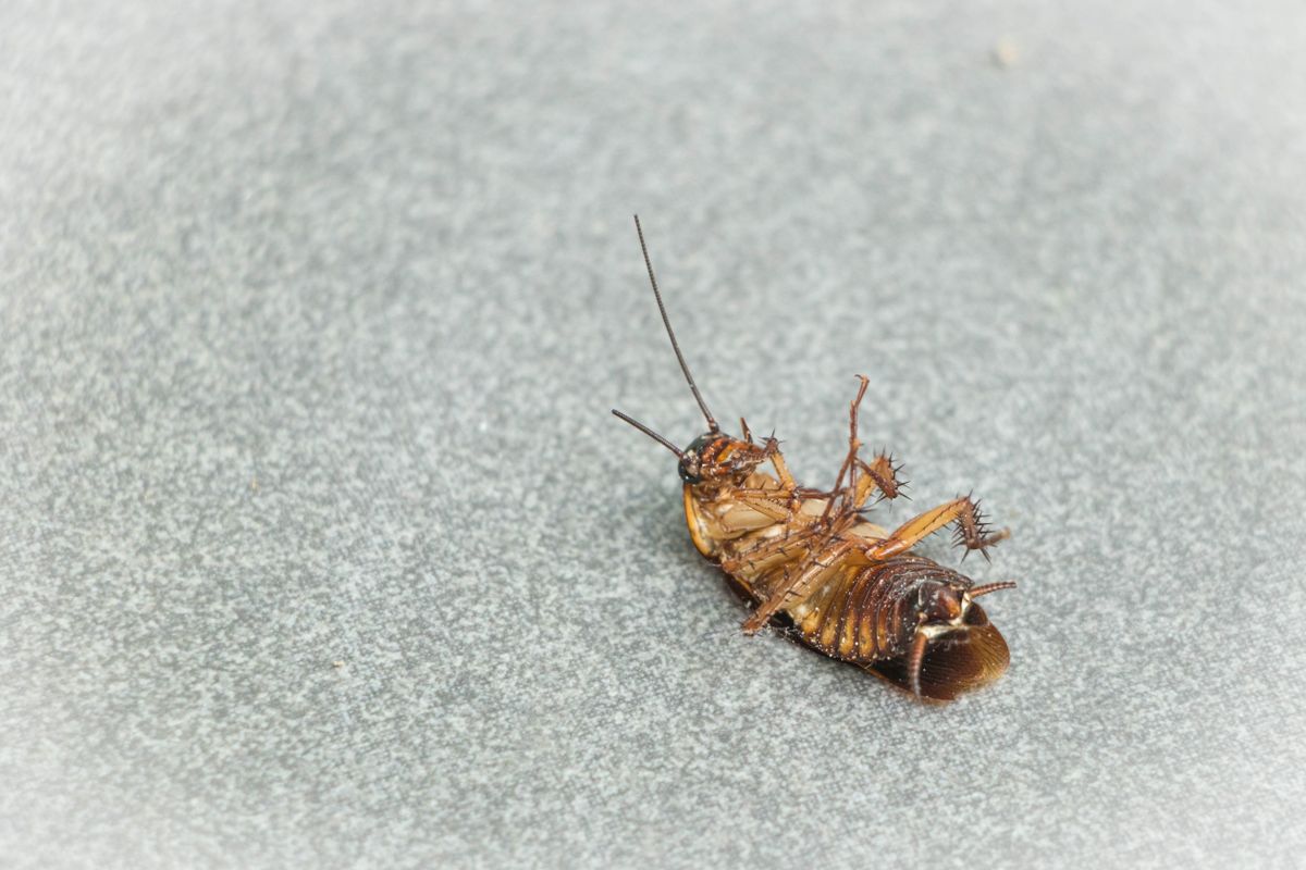 Cockroach close up