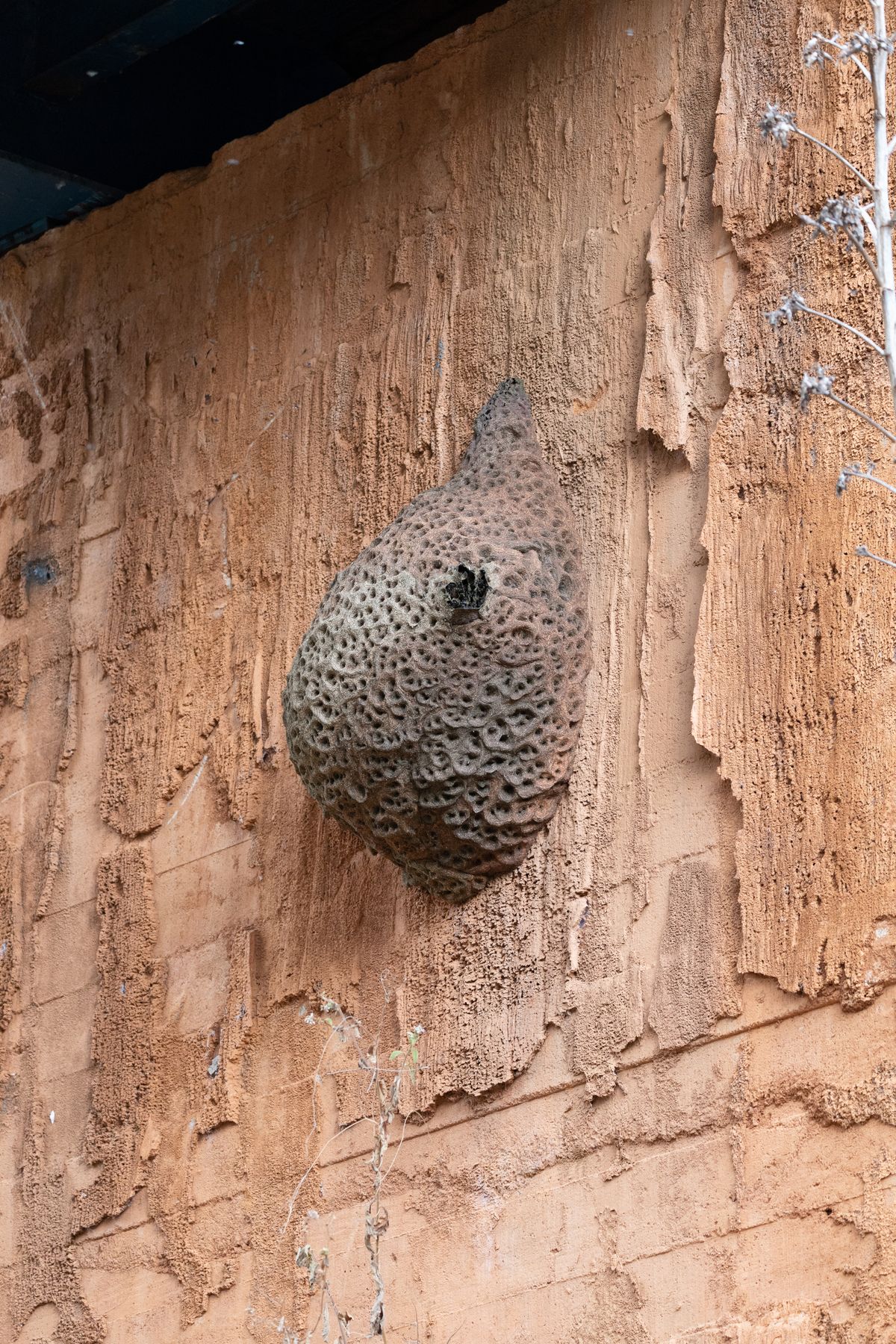 Wasp nest removal